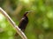 Amethyst sunbird - male