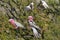 Amiable flock of rose and gray Galahs