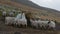 Amidst cloudy conditions, Scottish Blackface sheep can be observed enjoying hay from the feeder