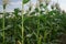 Amidst the cornfields and blue skies on farmland