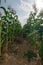 Amidst the cornfields and blue skies on farmland on a farm