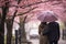 Amidst the enchanting sakura trees, a couple shares an intimate moment under a stylish umbrella in a picturesque garden