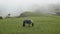 Amidst the fog, a horse wearing a blue blanket enjoys a serene moment of grazing. zoom out