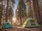 Amidst the forest\\\'s embrace, camp tents stand as cozy sanctuaries.