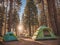 Amidst the forest\\\'s embrace, camp tents stand as cozy sanctuaries, inviting adventurers to experience nature\\\'s