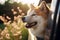 Amidst the summer countryside, a cheerful Akita Inu dog peeks out of a car window
