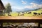 Amidst wooden surroundings, content cows find a peaceful grazing space