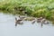 Amily Greylag geese, Anser anser, with flock of chicks