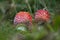 Aminata Muscaria Fly Agaric, Poisonous Mushrooms on a natural