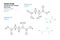 Amino Acids with Electrically Charged Side Chains. Aspartic and Glutamic Acids. Structural Chemical Formula and Line Model