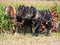 Amish Belgian Horses In Cornfield