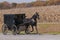 Amish buggy on a country road