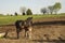 Amish buggy horse and colt