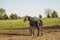 Amish buggy horse and colt