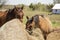 Amish buggy horses eating hay