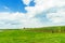 Amish country cornfield field agriculture in Lancaster, PA US