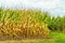 Amish country cornfield field agriculture in Lancaster, PA US