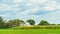 Amish country cornfield field agriculture in Lancaster, PA US