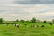 Amish country farm barn field agriculture and grazing cows in Lancaster, PA