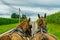 Amish country farm barn field agriculture and grazing cows in Lancaster, PA