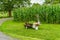 Amish country farm, small thing for sale, field agriculture and grazing cows in Lancaster, PA