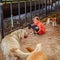 Amish Country, Lancaster PA US - September 4 2019, Amish girl and dogs on a farm.