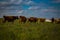 Amish Dairy Herd in Field