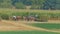 Amish Family Farm Harvesting it`s Corn Crop