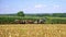 An Amish Family Harvesting Corn Crop using 6 Horses