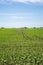 Amish farm and corn field