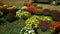 Amish Farm Stand Selling Autumn Plants and Decorations