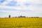 Amish farm and wheat field