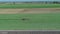 Amish Farmer Harvesting His Crops Using Four Horses and A Gas Powered Crop Cutter, in Slow Motion