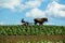 Amish farmer with horses in tobacco field