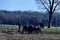 Amish Farmer Plowing