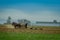 Amish farmer using many horses hitch antique plow in the field