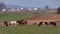 Amish Farmer Working and Cows