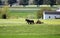 An Amish farmer working the field.