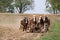 Amish Farmers Plowing