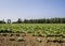 Amish Grown Tobacco Fields