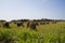 Amish Grown Wheat Stacks