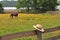 Amish hat in horse farm