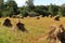 Amish Hay Stacks