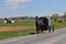 Amish horse and buggy