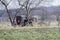 Amish horse drawn black buggy spoked,wheels,country side,farmland