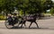 Amish Horse & Two-Wheel Buggy