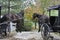 Amish Horses and Carriages