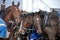 Amish Horses tethered near barn