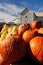 Amish pumpkin Harvest