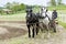 Amish Relaxed on His Cultivator